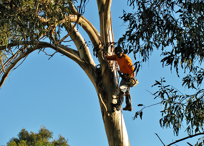 elagage arbre Troyes